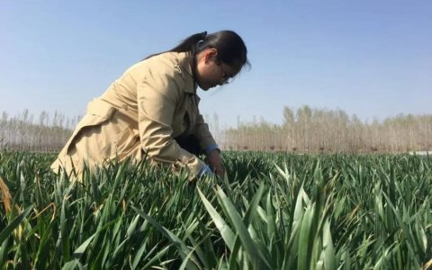 山东高密：“乡村共富合伙人”的春忙图景