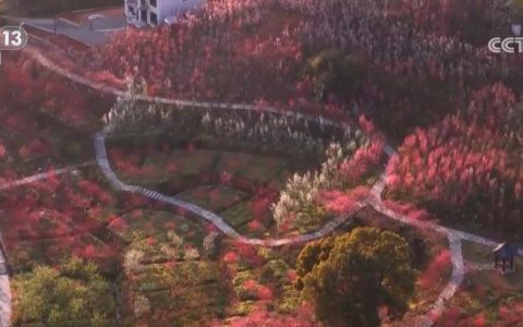 科技“赋能”鲜花产业 “赏研一体”促“鲜花经济”持续升温