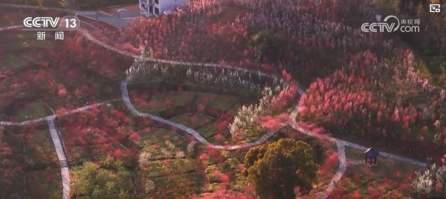 科技“赋能”鲜花产业 “赏研一体”促“鲜花经济”持续升温