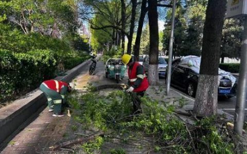 北京处置倒伏树木1202株