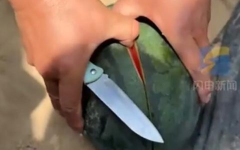 新品种西瓜皮硬到180斤大汉踩不烂 吃起来像苹果一样甜一样脆