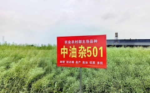 产油量占半壁江山！我国油菜年种植面积达1.17亿亩