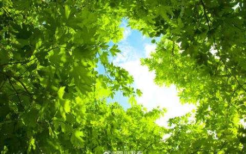 有风有雨但不降温 未来三天成都最高气温直冲34℃