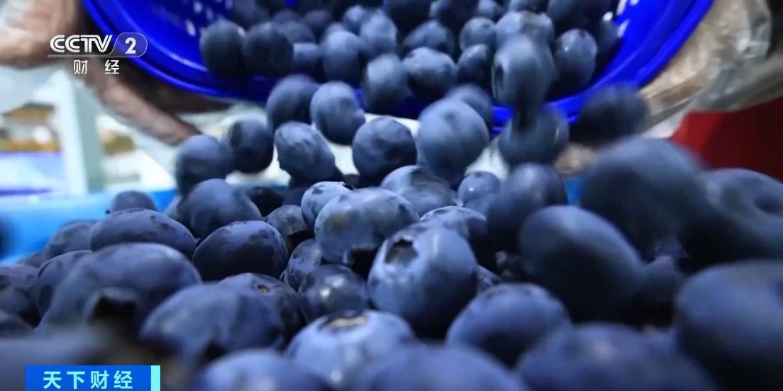 云南蓝莓“抢鲜”出海！今年前两月蒙自海关出口量激增130%