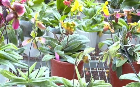 我国花卉种业创新体系基本建立 花卉业高质量发展格局基本形成