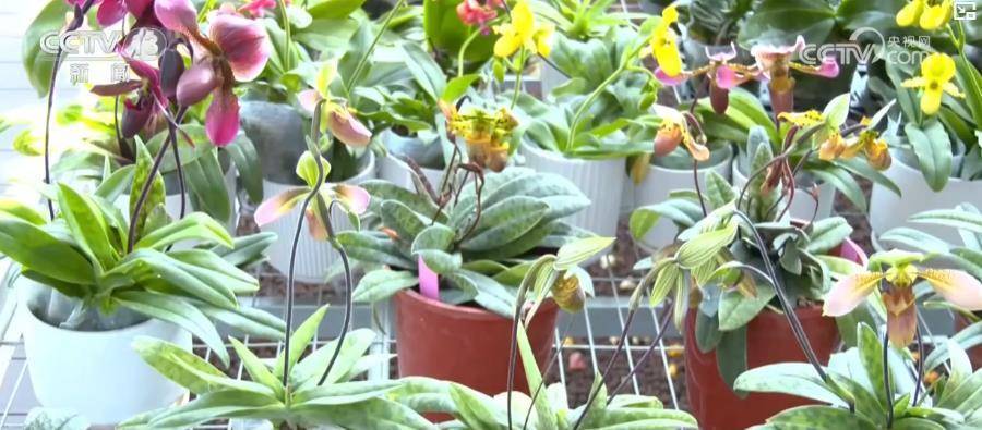 我国花卉种业创新体系基本建立 花卉业高质量发展格局基本形成