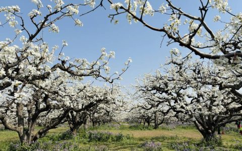 一树梨花满城春 安徽砀山万顷梨花竞相盛放