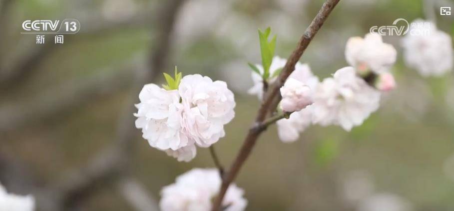 科技“赋能”鲜花产业 “赏研一体”促“鲜花经济”持续升温