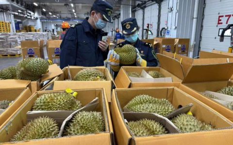1600吨榴莲到了！预计本月中下旬降价