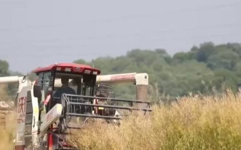 单产提升在望！高油高产品种增产 牢牢守住“粮袋子”拎稳“油瓶子”