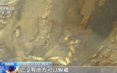 白蚁进入集中分飞期 注意家中门窗闭合不留缝隙