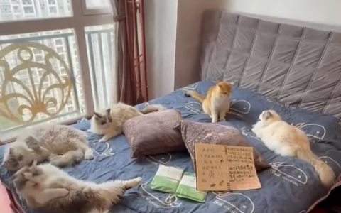 广州一民宿推猫咪侍寝服务：顾客已超700人 旺季房价超千元