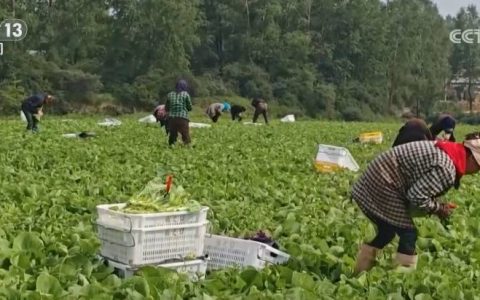 AI监测、平价菜……多举措保障蔬菜供应充足与价格稳定 守护百姓“菜篮子”无忧