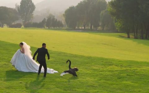 拍婚纱照遭遇“黑天鹅抢新娘”，新郎：最后用捧花将天鹅赶走