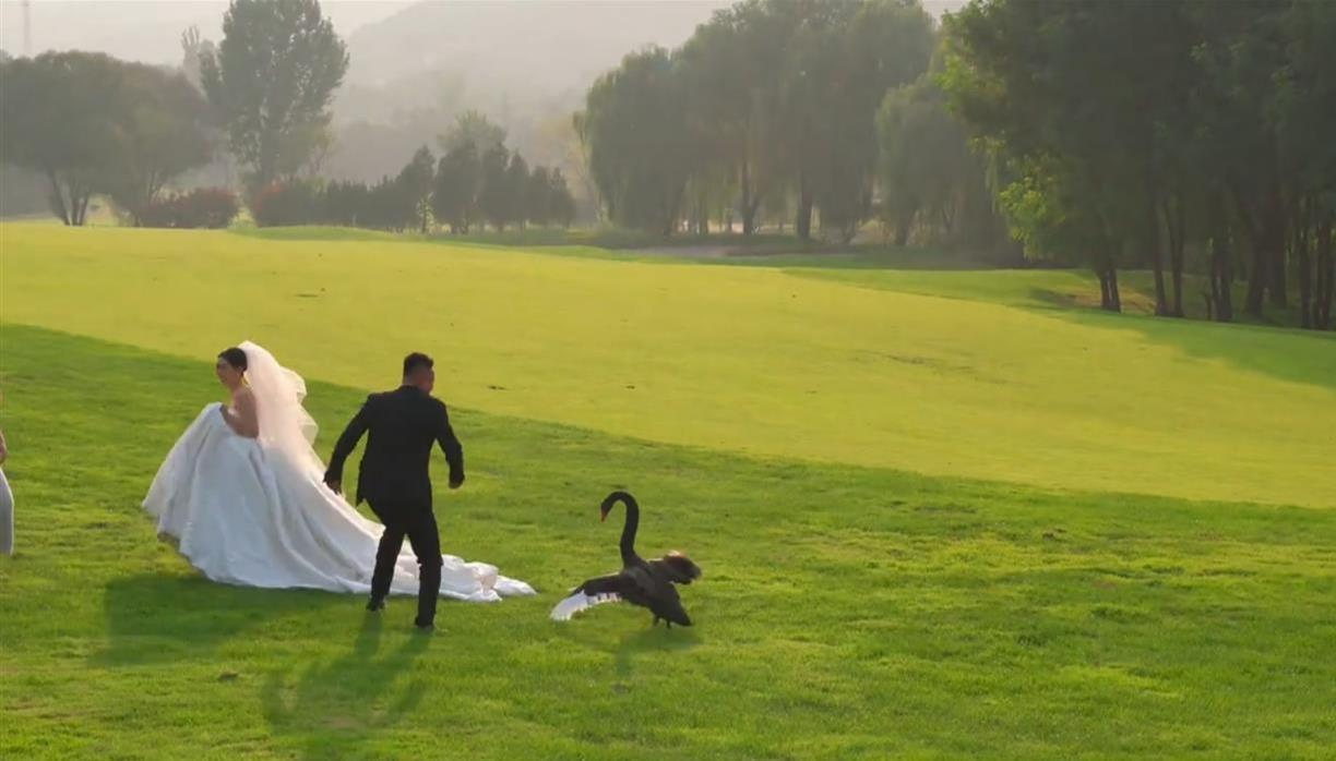 拍婚纱照遭遇“黑天鹅抢新娘”，新郎：最后用捧花将天鹅赶走